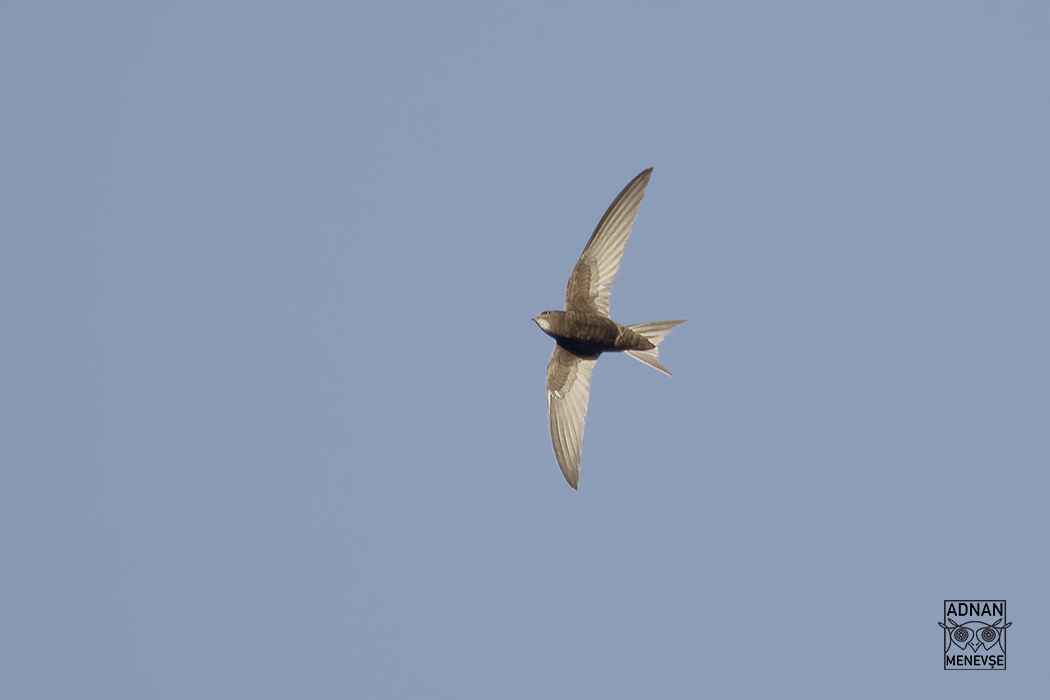 Common Swift